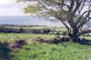 killelton_cow.jpg (691693 bytes)