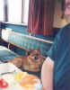 pub_dog.jpg (427262 bytes)